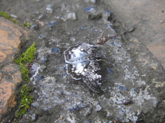 Chiomara georgina georgina