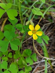 Oxalis suksdorfii