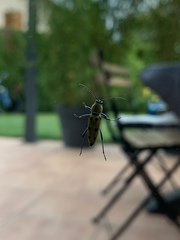 Chlorophorus glabromaculatus