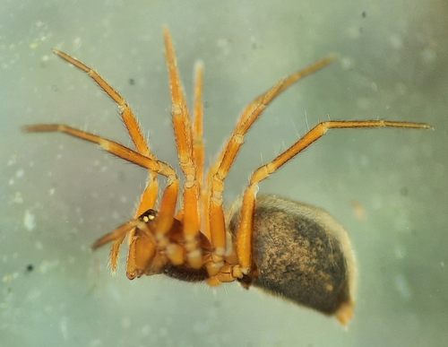 Erected Legendary Money Spider