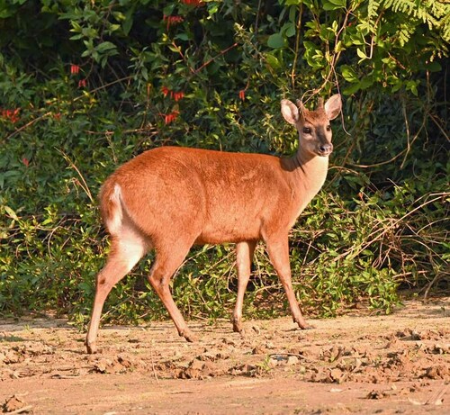 Southeastern Red Brocket (Mazama rufa) — Data Deficient Mammalia
