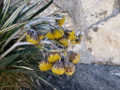Senecio comosus