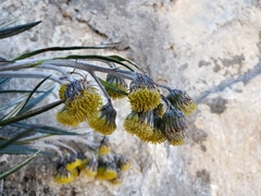 Senecio comosus