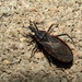 Triatoma rubida - Photo (c) Miguel Francisco Enriquez Galaz, some rights reserved (CC BY-NC), uploaded by Miguel Francisco Enriquez Galaz