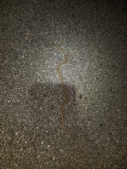 Arizona elegans candida