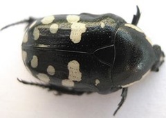 Phoxomela umbrosa