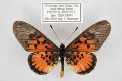 Acraea abdera abdera