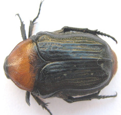 Clinteroides permutans