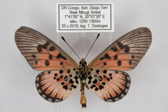 Acraea abdera abdera