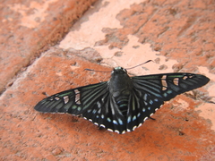 Phocides urania urania