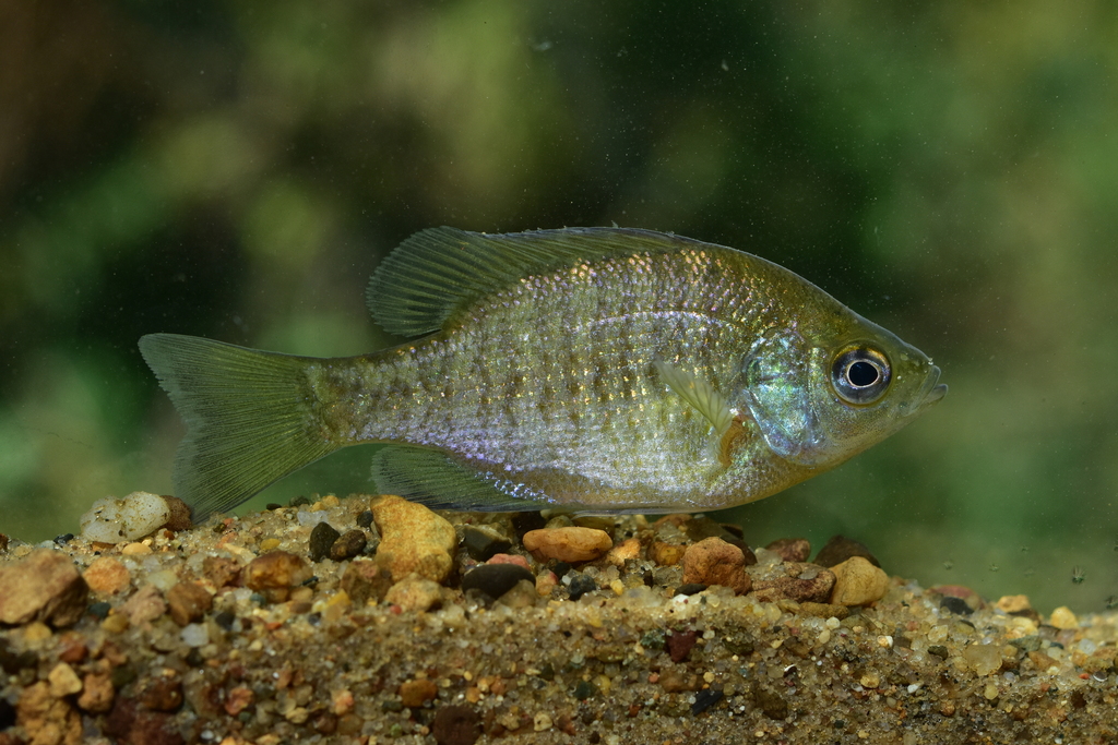 블루길 from Jones County, IA, USA on 2024년 10월 01일 (화)... 오전 by Dean Hester · iNaturalist 블루길 (Lepomis macrochirus)