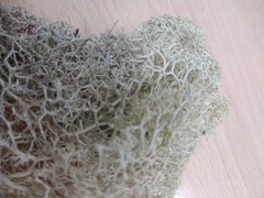 Cladonia