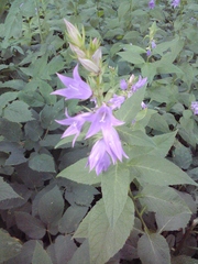 Campanula latifolia