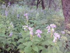 Campanula latifolia