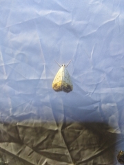 Evergestis extimalis