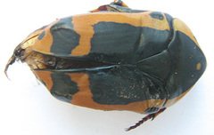 Pachnoda sinuata