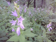 Campanula latifolia