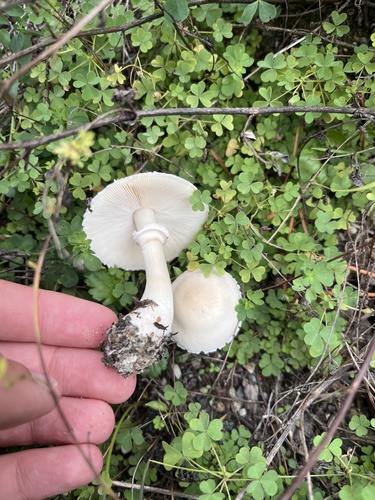 Leucocoprinus leucothites