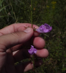 Agalinis linifolia
