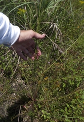 Agalinis linifolia
