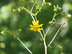 Silphium compositum