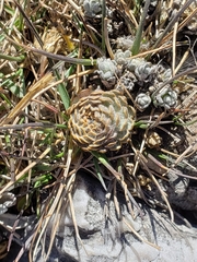 Chaetanthera cochlearifolia