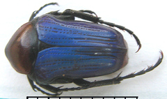 Leucocelis