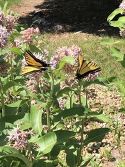 Papilio multicaudata