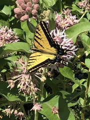 Papilio multicaudata
