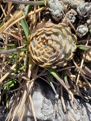 Chaetanthera cochlearifolia