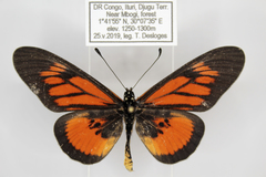 Acraea orinata