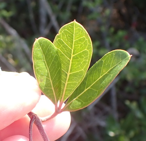 Image of Rhoicissus digitata by (c) Nicola van Berkel, some rights reserved (CC BY-SA)