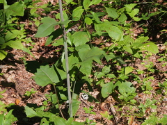 Silphium compositum