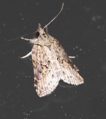 Nycteola indica