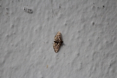 Hileithia magualis
