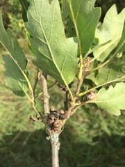 Andricus grossulariae