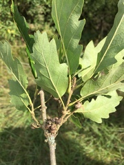 Andricus grossulariae