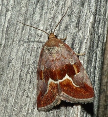 Deltote bellicula