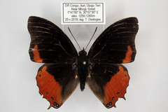Charaxes anticlea adusta