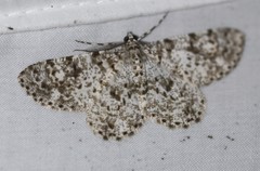 Thallogama corticola