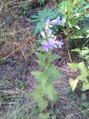 Campanula trachelium