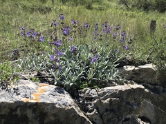 Salvia canescens