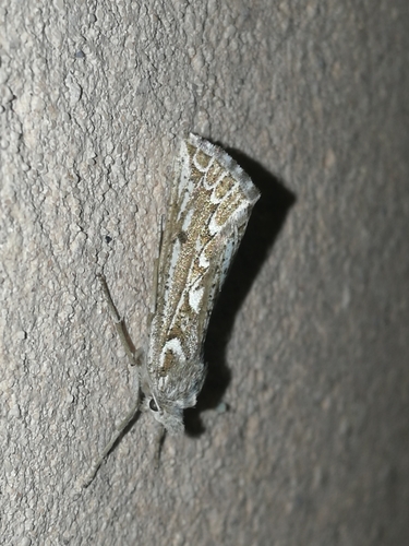 Compsoptera jourdanaria