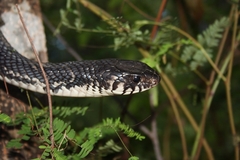 Drymarchon melanurus