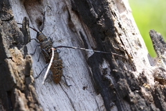 Peribasis pubicollis