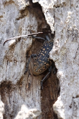 Peribasis pubicollis