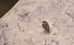 Cinclodes