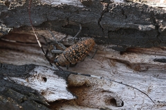 Peribasis pubicollis