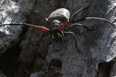 Peribasis pubicollis