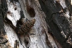 Peribasis pubicollis